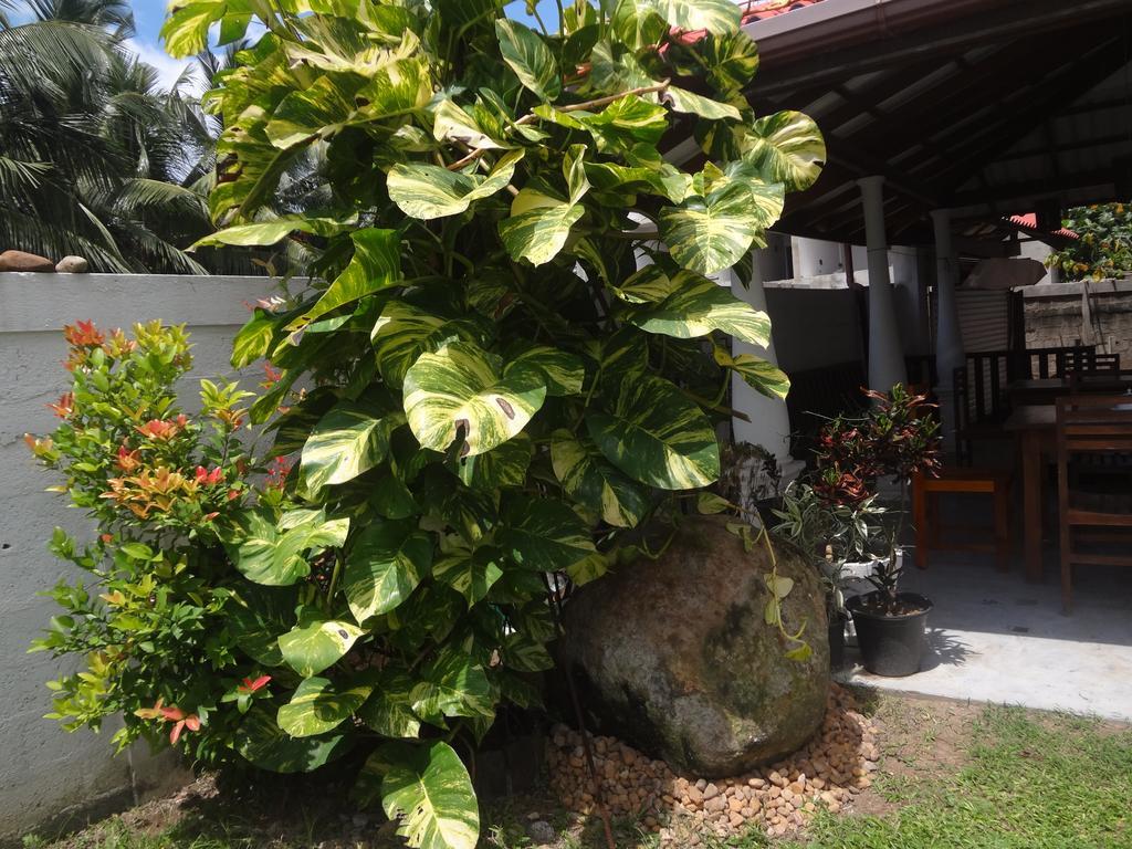 Ceylon Surf Guest And Restaurant Bed and Breakfast Weligama Buitenkant foto